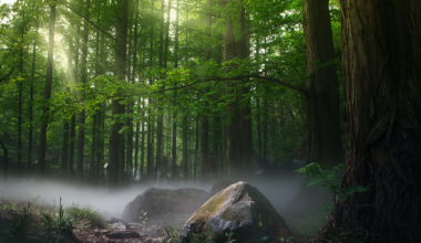 menjaga hutan tetap lestari