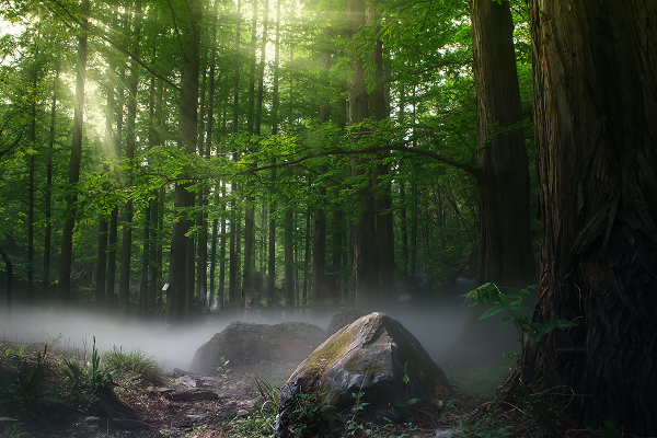 menjaga hutan tetap lestari